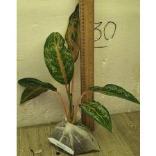 Аглаонема Арадин. / Aglaonema Aradin A-16