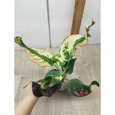 Codiaeum A40 Na korn luang