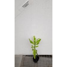 Pedilanthus sp Variegatus. pot 