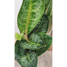 Аглаонема Индиана Кинг / Aglaonema Indiana King A-30