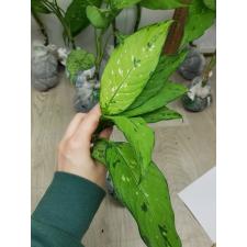 Dieffenbachia sp Tricolor