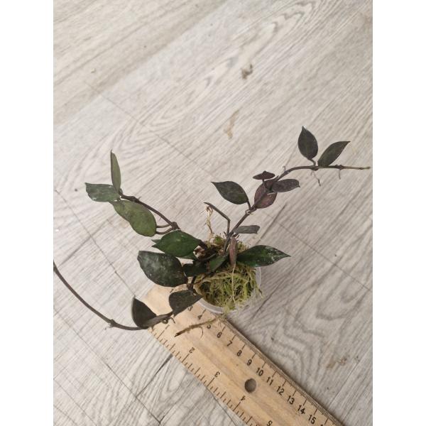 Hoya lacunosa 'red leaves' 1.5"