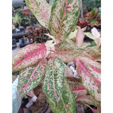 Aglaonema sp. 20 Karat