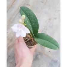Phal. pulcherrima(pink) B61  2.5" цветение