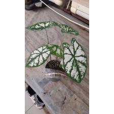 Caladium … 13 cm pot