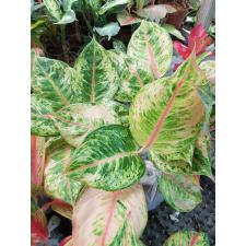 Aglaonema Godzilla A-147