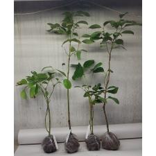 Cinnamomum zeylanicum verum 47-46
