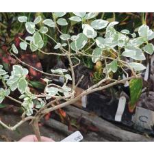 Premna serratifolia albomarginata 538/1
