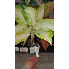 Aglaonema Ballang Kaew (yellow form)