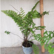 Nephrolepis sp.(T02) 220/3