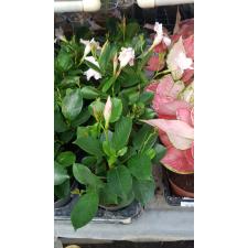 Mandevilla 'sundavil White' 10 сm pot