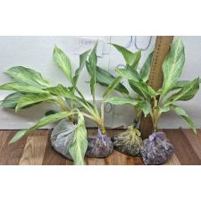Аглаонема Сириканчана. / Aglaonema Sirikanchana A-119
