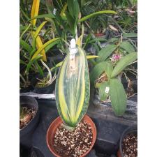 S. masoniana variegata (T05)(USA clone) (1 leaf) 682