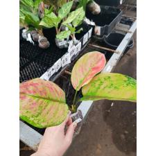 Aglaonema Heng Heng Heng (red form).