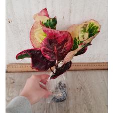 Codiaeum A23 Phetch phra na rai