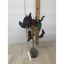 Codiaeum Chado Mungsor 83