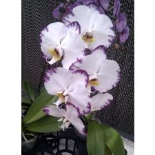 Dtps. Black Lightning Flash