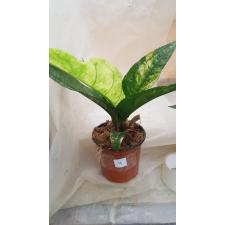 Anthurium variegated sp 4