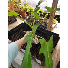Philodendron sp.(T27) 510