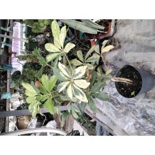 Schefflera arboricola variegata 544