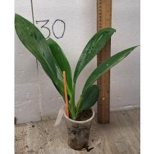 Эпипремнум Грин Сатин / Epipremnum Green Satin