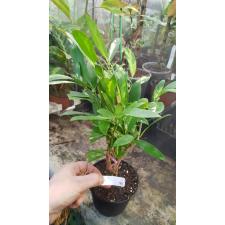 Suregada multiflorum (yellow leaf)