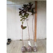 Psidium guajava (red leaf) 234