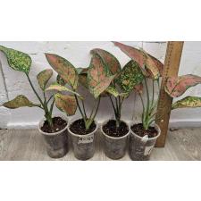 Аглаонема Лук Сетхи. / Aglaonema Look Sethi A-124 горшок