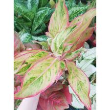 Aglaonema Aurora - Orange A-6