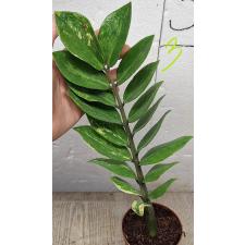 Замиокулкас замифолия варегатная (короткий лист) / Zamioculcas zamiifolia variegated (short leaf) (M)