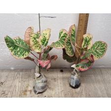 Codiaeum A37 Pink Diamond