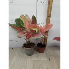 Aglaonema Orange Velvet pot