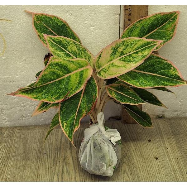 Аглаонема Аврора Розовая / Aglaonema Aurora -  Pink A-8