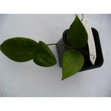 Hoya wibergiae  #511