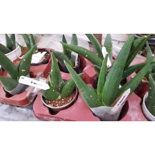 Sansevieria cylindrica 'Obake' (wax leaf)(S)705