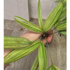Рапис сп. Карликовый варегатный / Rhapis sp. Dwarf variegated 241