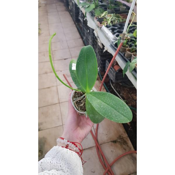 Phal. Tying Shin Smart (peloric) 2.5" B35 - купить по выгодной цене в ...