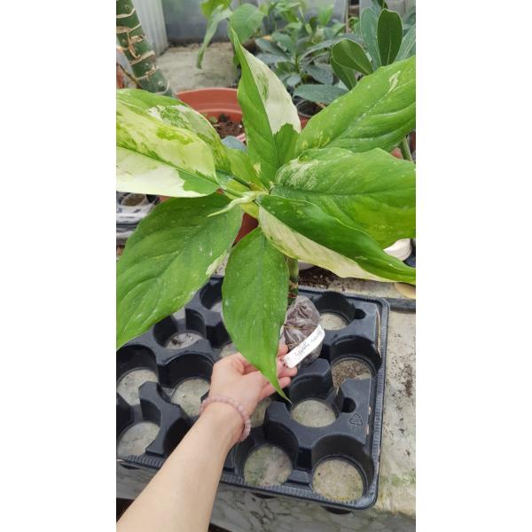 Аглаонема модестум Спилт Милк / Aglaonema modestum 'Spilt Milk'