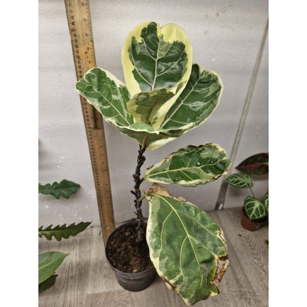 Ficus lyrata variegata