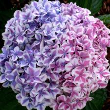 Гортензия крупнолистная «Пепперминт» / Hydrangea macrophylla Peppermint