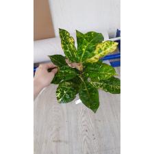 Codiaeum Siam Harmonius 107 по 1900р