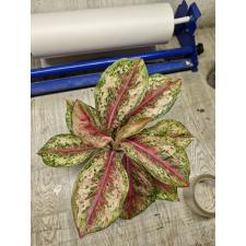 Aglaonema Platinum karat compact