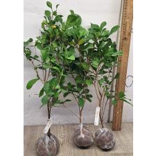 Сунсепалум дулсификум. / Synsepalum dulcificum 266