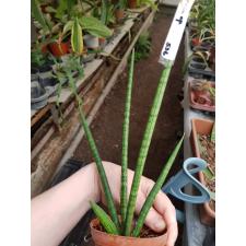 Sansevieria canaliculata(F1) x cylindrica 536