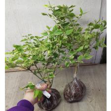 Jasminum multiflorum (white margin) 258