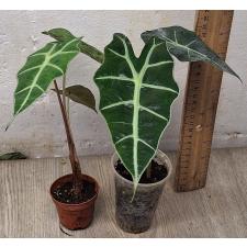 Алоказия Полли / Alocasia Polly (S)