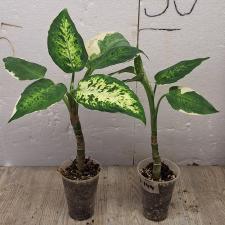 Aglaonema Sethee rub money A-144 (Dieffenbachia)