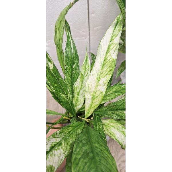 Spathiphyllum 'Angel Baby' variegated
