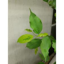 Ficus benjamina ‘Yellow Gold L 