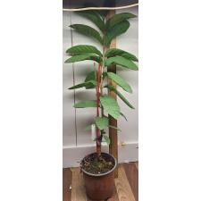 Псидиум гуаява / Psidium guajava